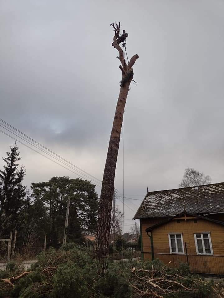 Arborysta w uprzęży, przy użyciu liny, usuwa gałęzie z wysokiej sosny, na tle pochmurnego nieba i żółtego, drewnianego domu z białymi oknami, z gałęziami leżącymi na ziemi.