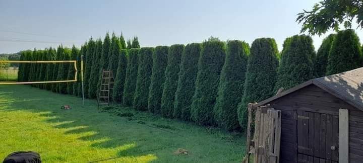 Równo przycięty szpaler tuj na tle zielonego trawnika z siatką do siatkówki i drewnianą drabinką, widoczne ślady cięcia.