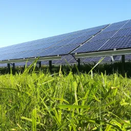 Rząd paneli słonecznych na metalowej konstrukcji, widziany z perspektywy trawy na pierwszym planie, pod błękitnym niebem.