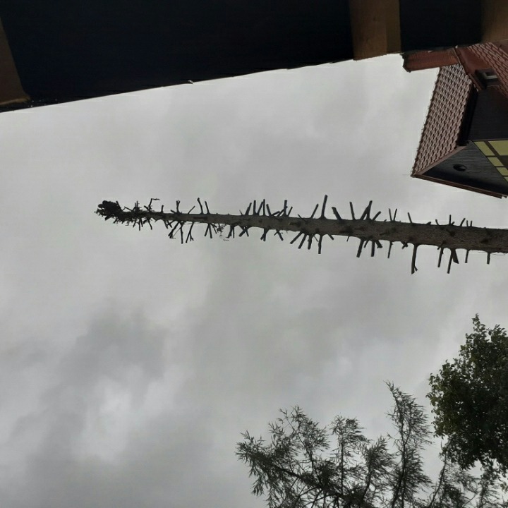 Widok z dołu na ogołocone z gałęzi drzewo, z pozostawionymi krótkimi, wystającymi pędami, na tle pochmurnego nieba i fragmentu dachu budynku.