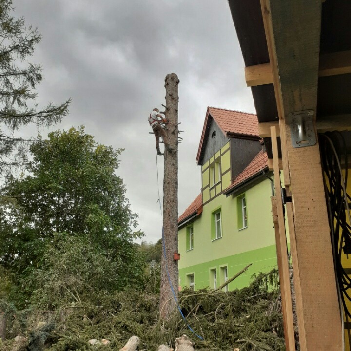 Arborysta w uprzęży, przycina wysokie drzewo iglaste w pobliżu budynku z zieloną elewacją i czerwonym dachem; w tle pochmurne niebo, a u podstawy drzewa leżą ścięte gałęzie.