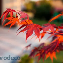 Gałązka klonu palmowego o intensywnie czerwonych liściach na tle rozmytego ogrodu i budynku, z logo firmy w lewym dolnym rogu.