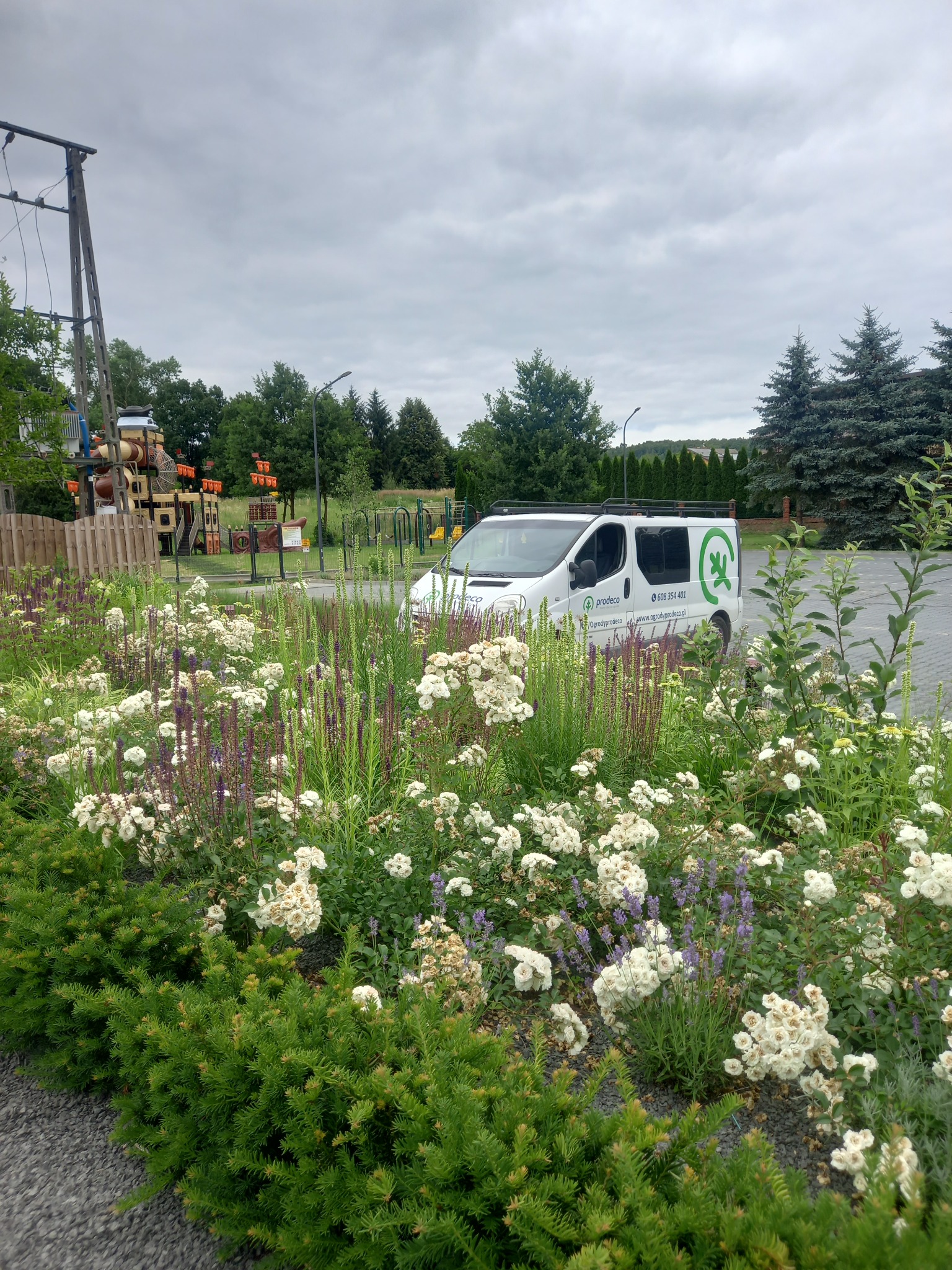 Kwitnący rabat w miejskim parku z lawendą i białymi różami, na tle zaparkowany biały van z logo firmy ogrodniczej i plac zabaw.