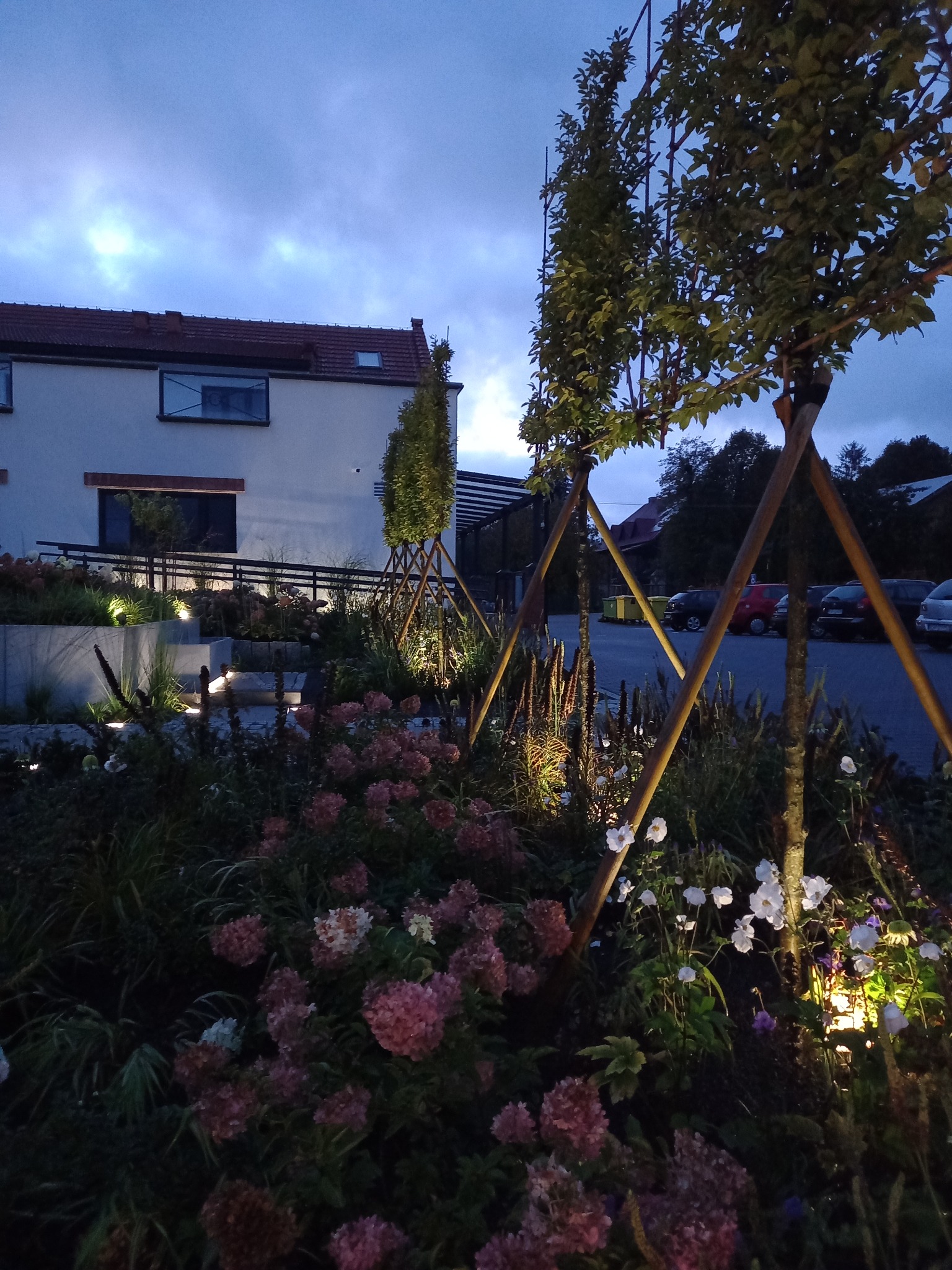 Oświetlony ogród po zmroku, z kwitnącymi hortensjami i młodymi drzewami zabezpieczonymi podporami. W tle budynek i parking.