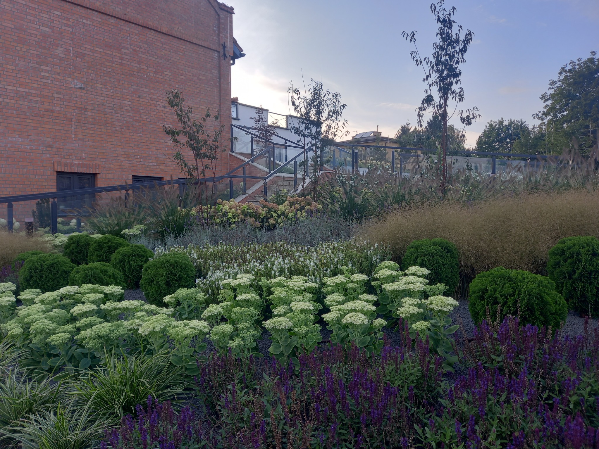 Kaskadowy ogród z kwitnącymi rozchodnikami, kulistymi krzewami i fioletowymi szałwiami na tle ceglanego budynku z przeszklonymi barierkami.