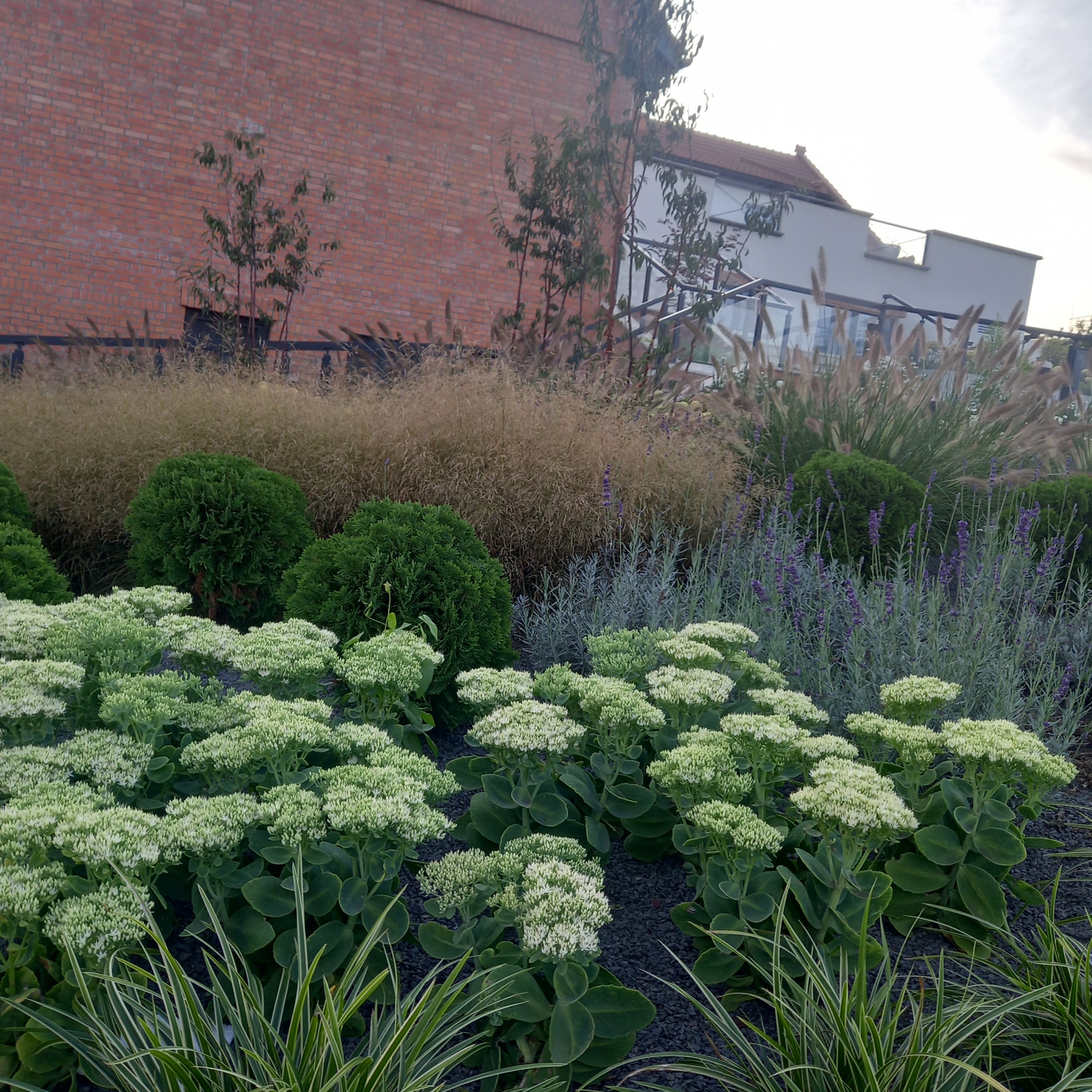 Kaskadowy układ roślin w ogrodzie: rozchodnik okazały, trawy ozdobne i lawenda na tle ceglanego budynku. Dekoracyjny ogród w nowoczesnym stylu.