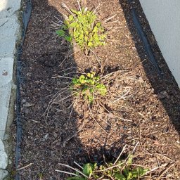 JUŻ w PORZĄDKU - Kadr z góry na rabatę po przycięciu roślin, widoczne świeże pędy i pozostałości po cięciu. Na ziemi rozsypane niebieskie granulki nawozu.