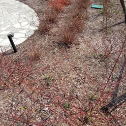 JUŻ w PORZĄDKU - Krzewy z czerwonymi pędami na korze, fragment ścieżki z kamienia, lampy ogrodowe i inne krzewy w tle. Widok na ogród w słoneczny dzień.