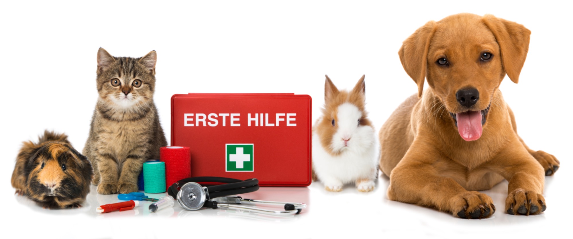 Gryzoń, kot, apteczka pierwszej pomocy, królik i pies leżą obok siebie na białym tle.