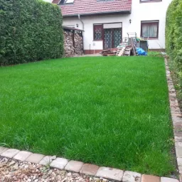 Równy trawnik z intensywnie zieloną trawą, otoczony niskim murkiem z cegieł i wysokimi tujami, w tle dom z oknami i stertą drewna.