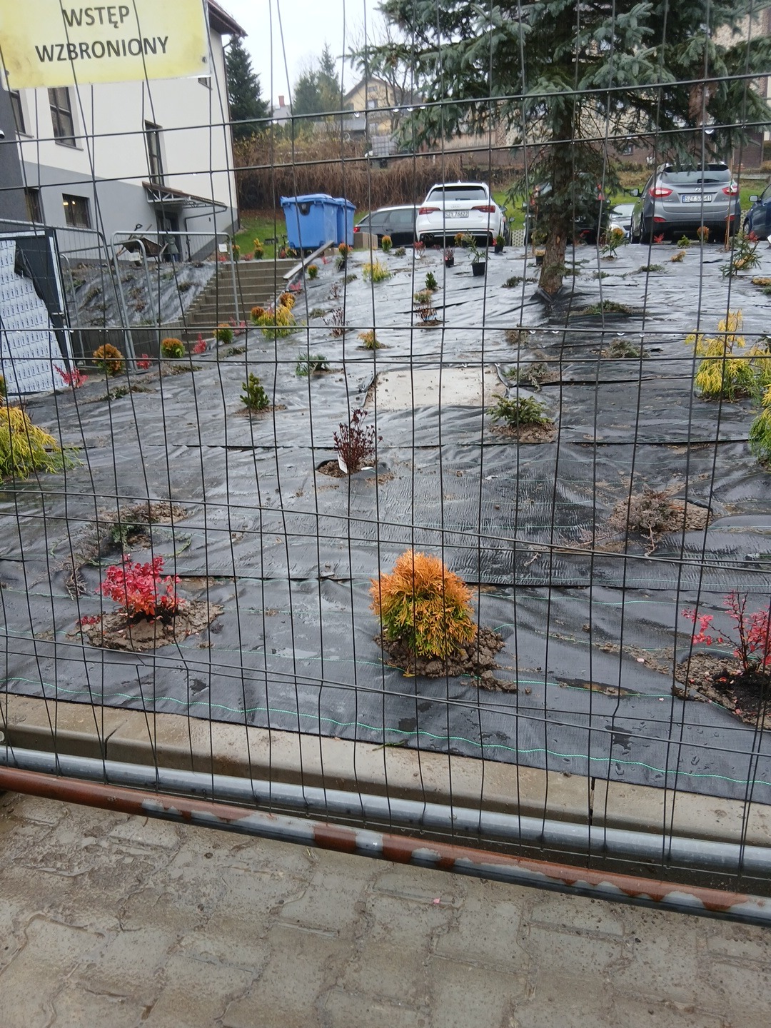 Sadzenie roślin na posesji zabezpieczonej siatką. Widoczne małe drzewka i krzewy na czarnej macie, w tle budynek i zaparkowane samochody. Prace ogrodnicze w toku.