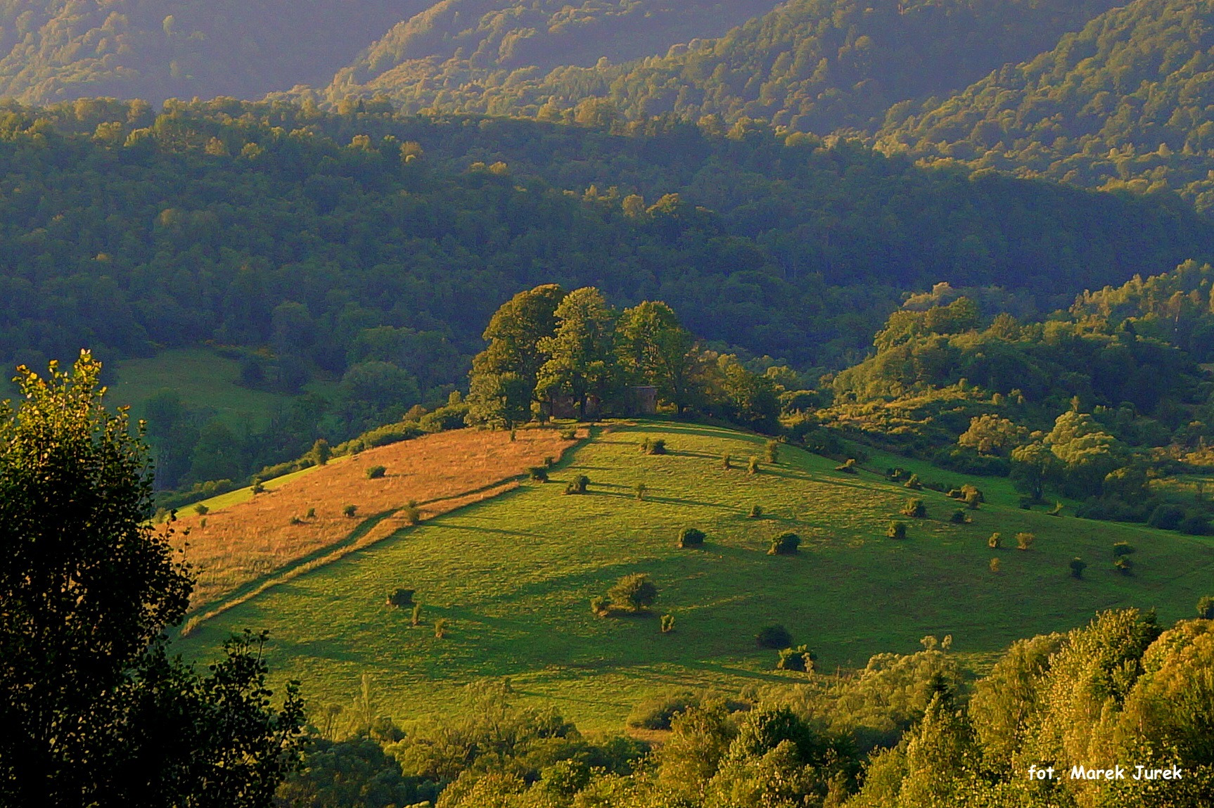 Malowniczy krajobraz górski oświetlony popołudniowym słońcem, z pagórkiem porośniętym trawą i drzewami oraz lasem w tle.