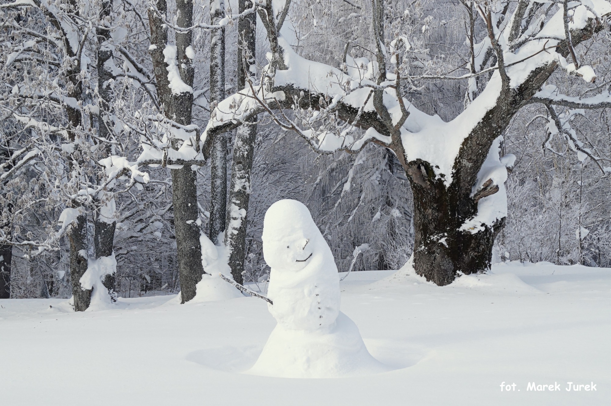 Śnieżny krajobraz z uśmiechniętym bałwanem w pierwszym planie, otoczonym ośnieżonymi drzewami i krzewami, w tle las pokryty szronem.