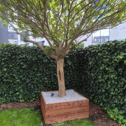 Drew-Tech Technikum Drewna - Drzewo w drewnianej obudowie wypełnionej kamieniami, na tle zielonego żywopłotu i trawnika. Obudowa wykonana z desek o widocznym usłojeniu.