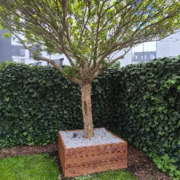 Drzewo w drewnianej obudowie wypełnionej kamieniami, na tle zielonego żywopłotu i trawnika. Obudowa wykonana z desek o widocznym usłojeniu.