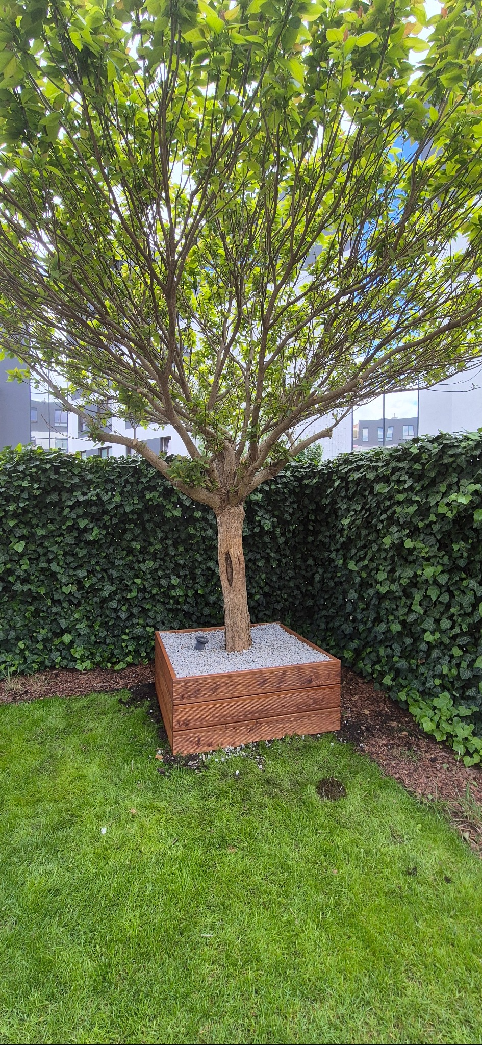 Drzewo w drewnianej obudowie wypełnionej kamieniami, na tle zielonego żywopłotu i trawnika. Obudowa wykonana z desek o widocznym usłojeniu.