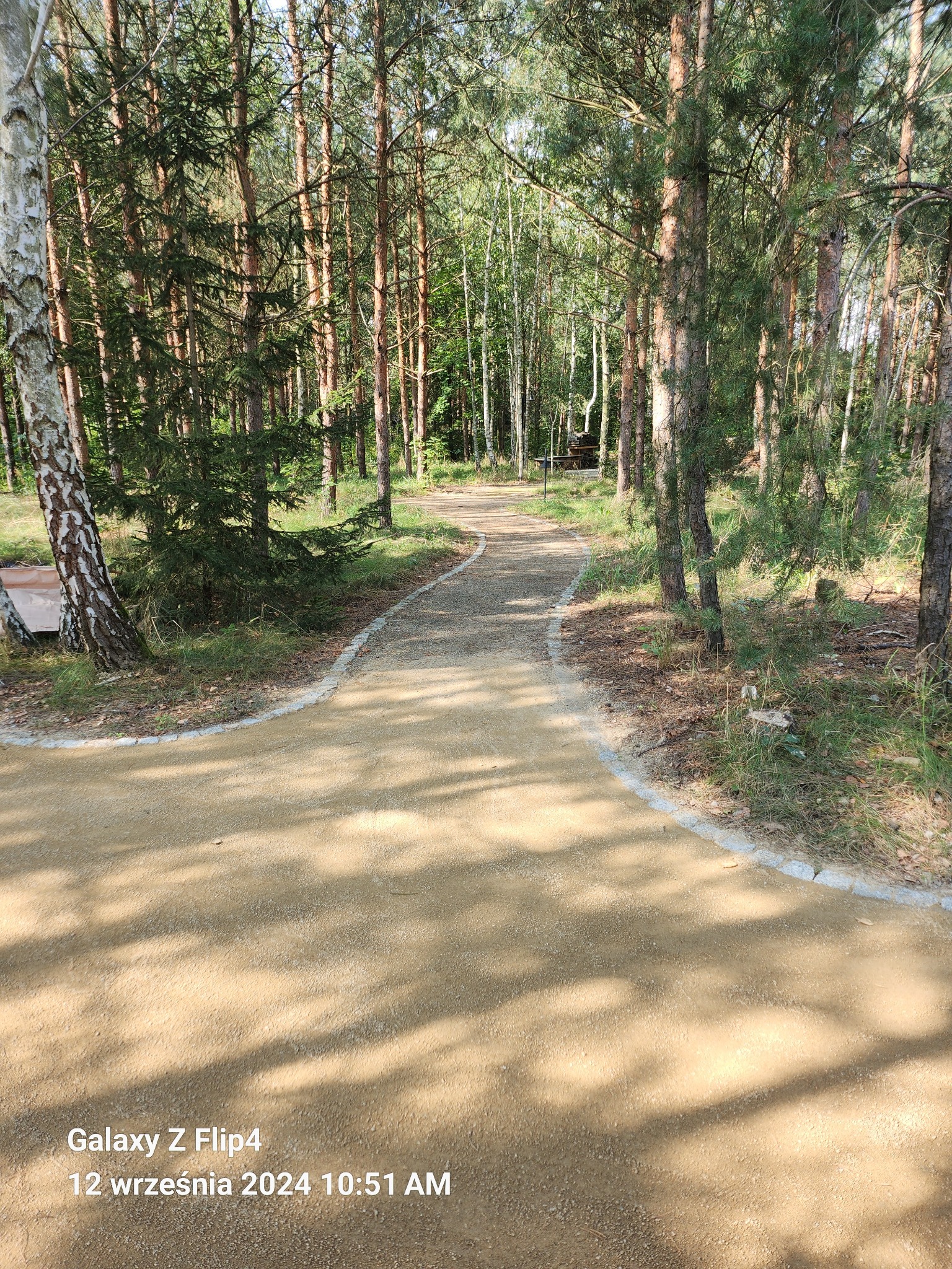 Parkowa ścieżka z utwardzoną nawierzchnią i obrzeżami z kostki granitowej, prowadząca przez las sosnowo-brzozowy w słoneczny dzień.
