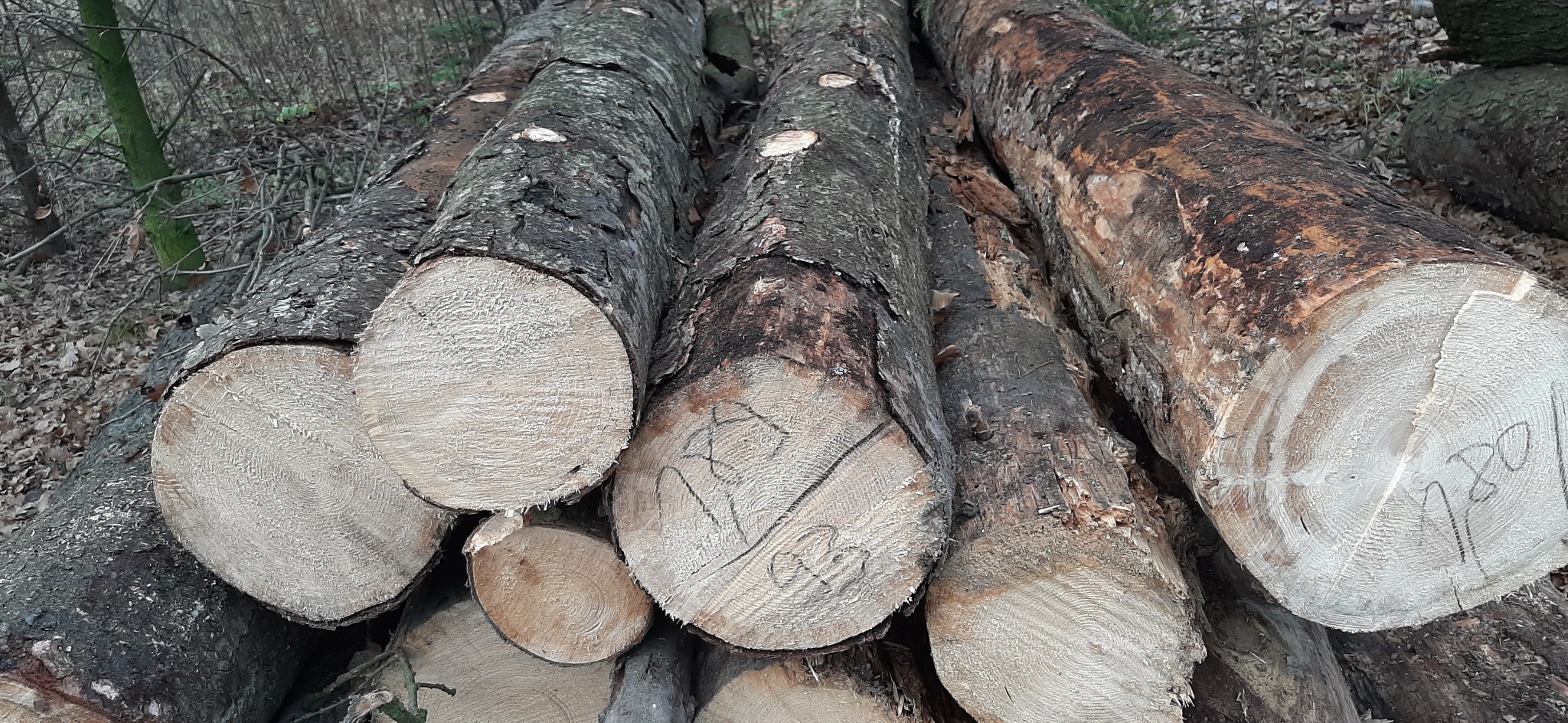 Stos pociętych kłód drewna z widocznymi słojami i korą, na niektórych kłodach widnieją napisy wykonane markerem.