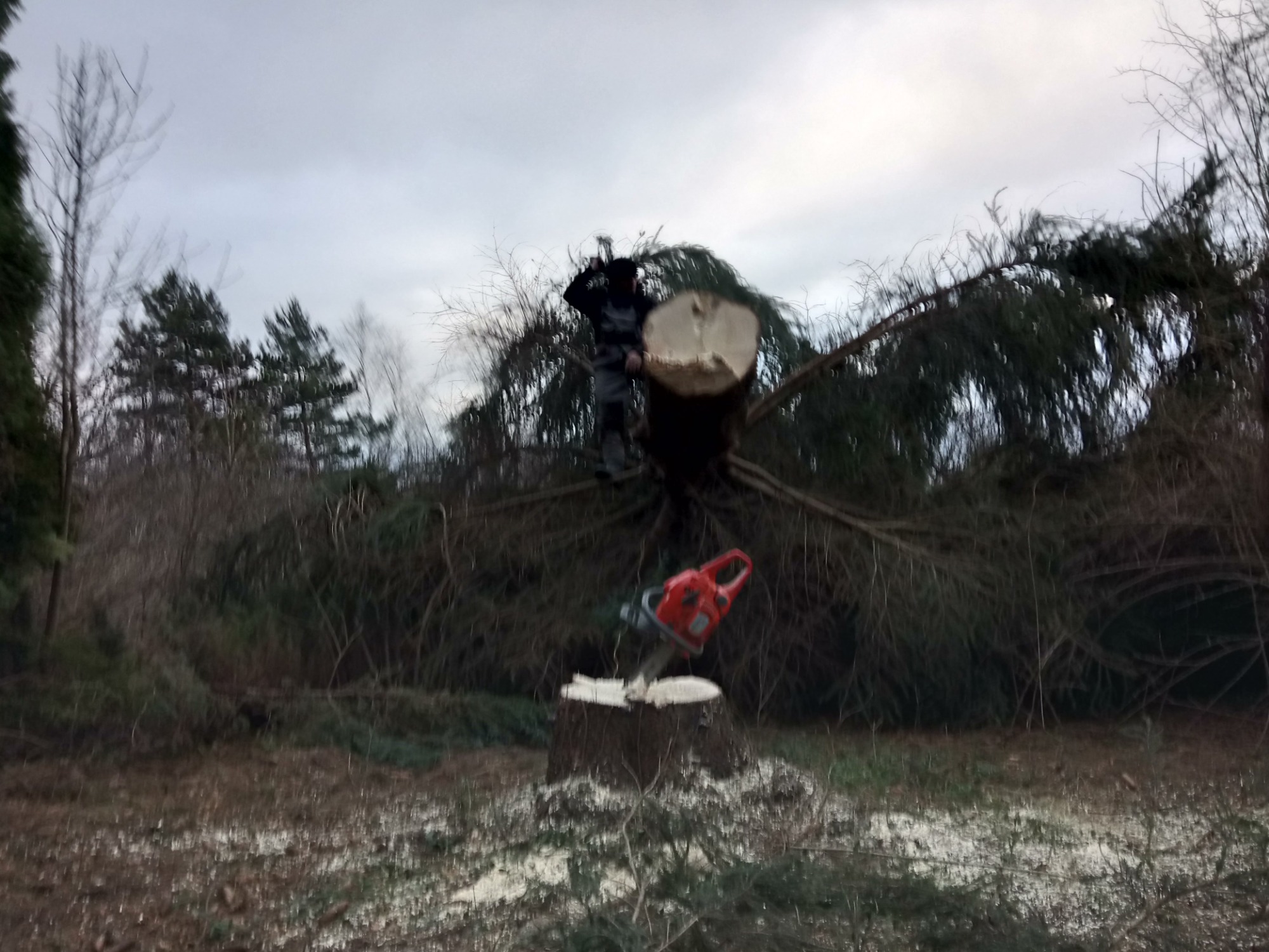 Robotnik w kombinezonie stoi na ściętym pniu drzewa, trzymając się pnia obciętego drzewa. Na pierwszym planie czerwona piła łańcuchowa oparta o pień po wycince. W tle powalone drzewo i las...