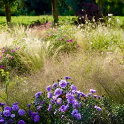 Rabata z kwitnącymi, fioletowymi astrami i ozdobnymi trawami, oddzielona od trawnika niskim, betonowym obrzeżem.