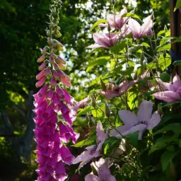 Kwitnący naparstnica purpurowa obok pnącego się powojnika o delikatnych, różowych kwiatach na tle zieleni ogrodu w słoneczny dzień.