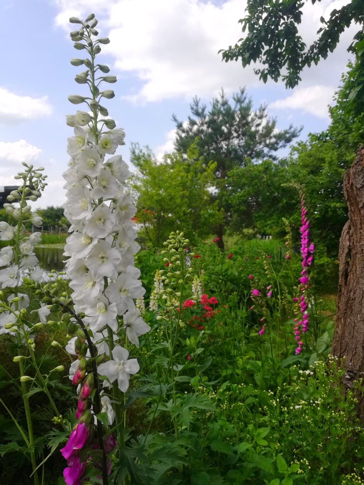 Bujny ogród z wysokimi, białymi kwiatami ostróżki w pierwszym planie, otoczonymi zielenią i innymi kolorowymi kwiatami, z widocznym fragmentem drzewa po prawej stronie i stawem w tle.
