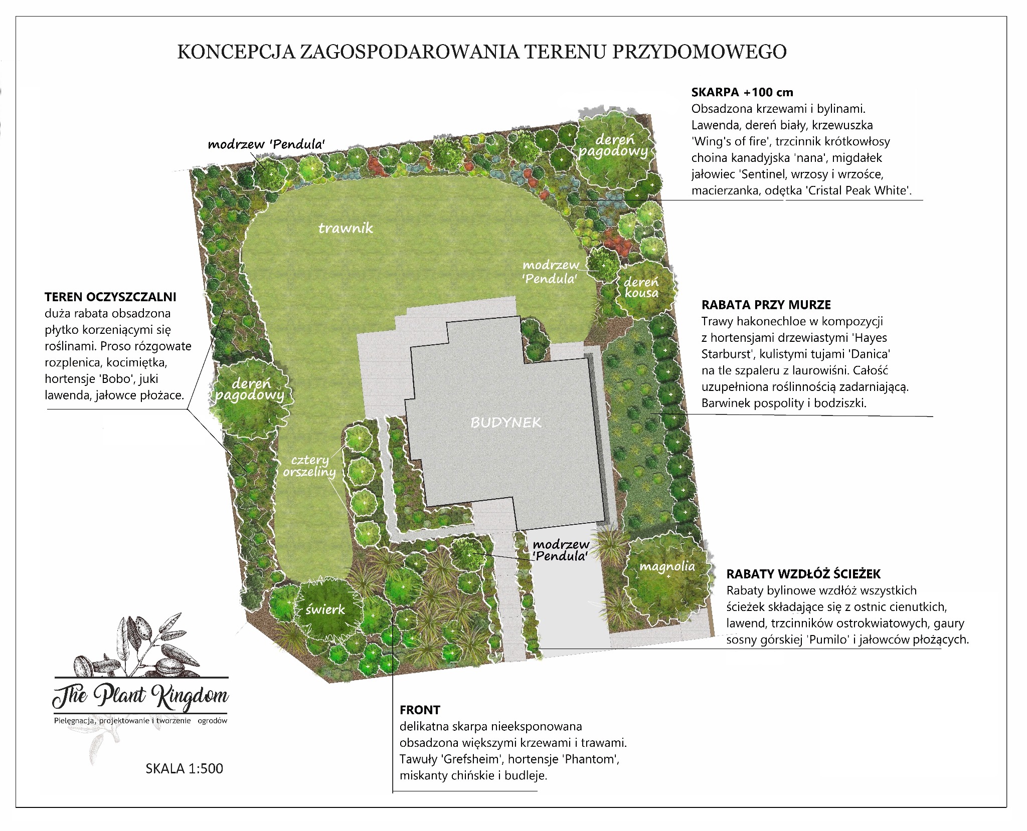 Projekt zagospodarowania terenu przydomowego z zaznaczonym trawnikiem, rabatami, krzewami i drzewami, w tym modrzewiem 'Pendula', dereniem pagodowym i magnolią, z uwzględnieniem skali 1:500.