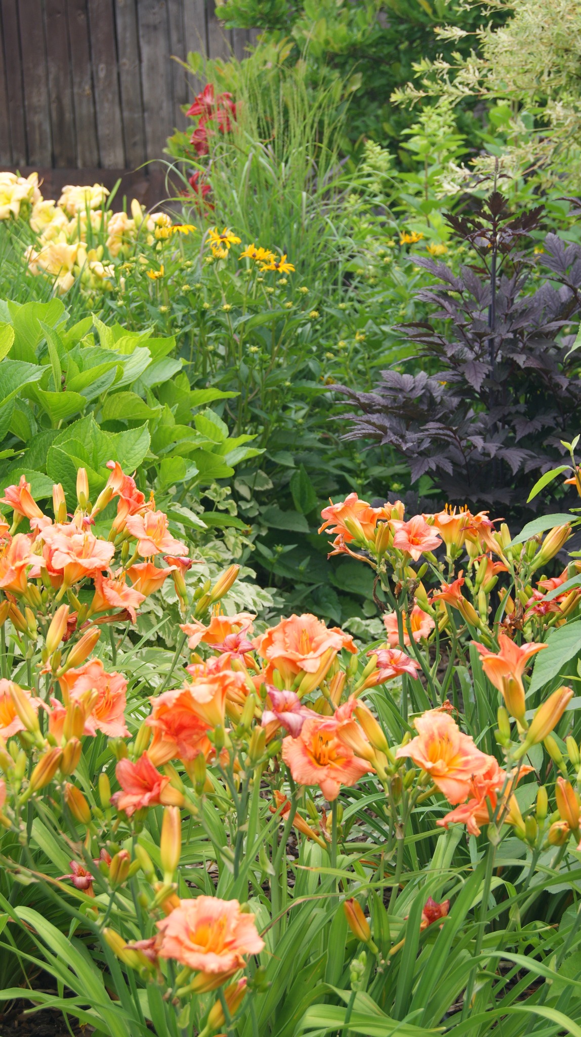 Kwitnące pomarańczowe lilie na pierwszym planie, w tle różnorodne rośliny, trawy ozdobne i drewniane ogrodzenie.