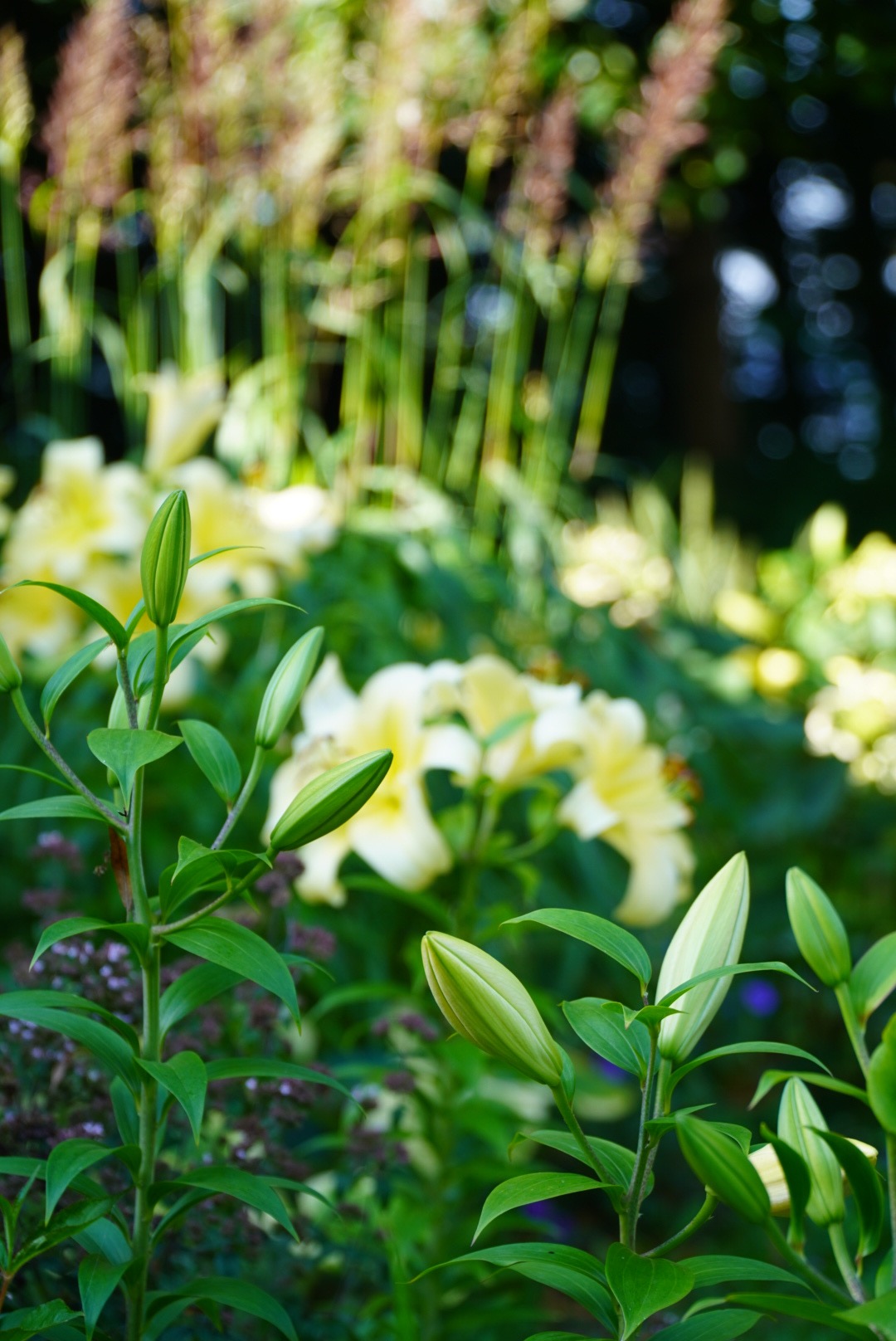 Kwitnące pąki lilii na tle rozmytych, żółtych kwiatów i zieleni w ogrodzie.