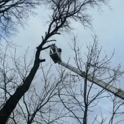 Pracownik w podnośniku koszowym przycina gałęzie drzewa na tle pochmurnego nieba, widok z dołu przez gałęzie innych drzew.