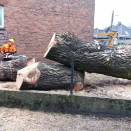 Pracownik w pomarańczowej kurtce tnie piłą spalinową duże pnie drzewa na tle ceglanego budynku i żółtego podnośnika.