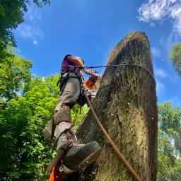 Arborysta w uprzęży, w trakcie cięcia pnia drzewa piłą spalinową, z widocznymi wiórami w powietrzu, na tle błękitnego nieba i zieleni drzew