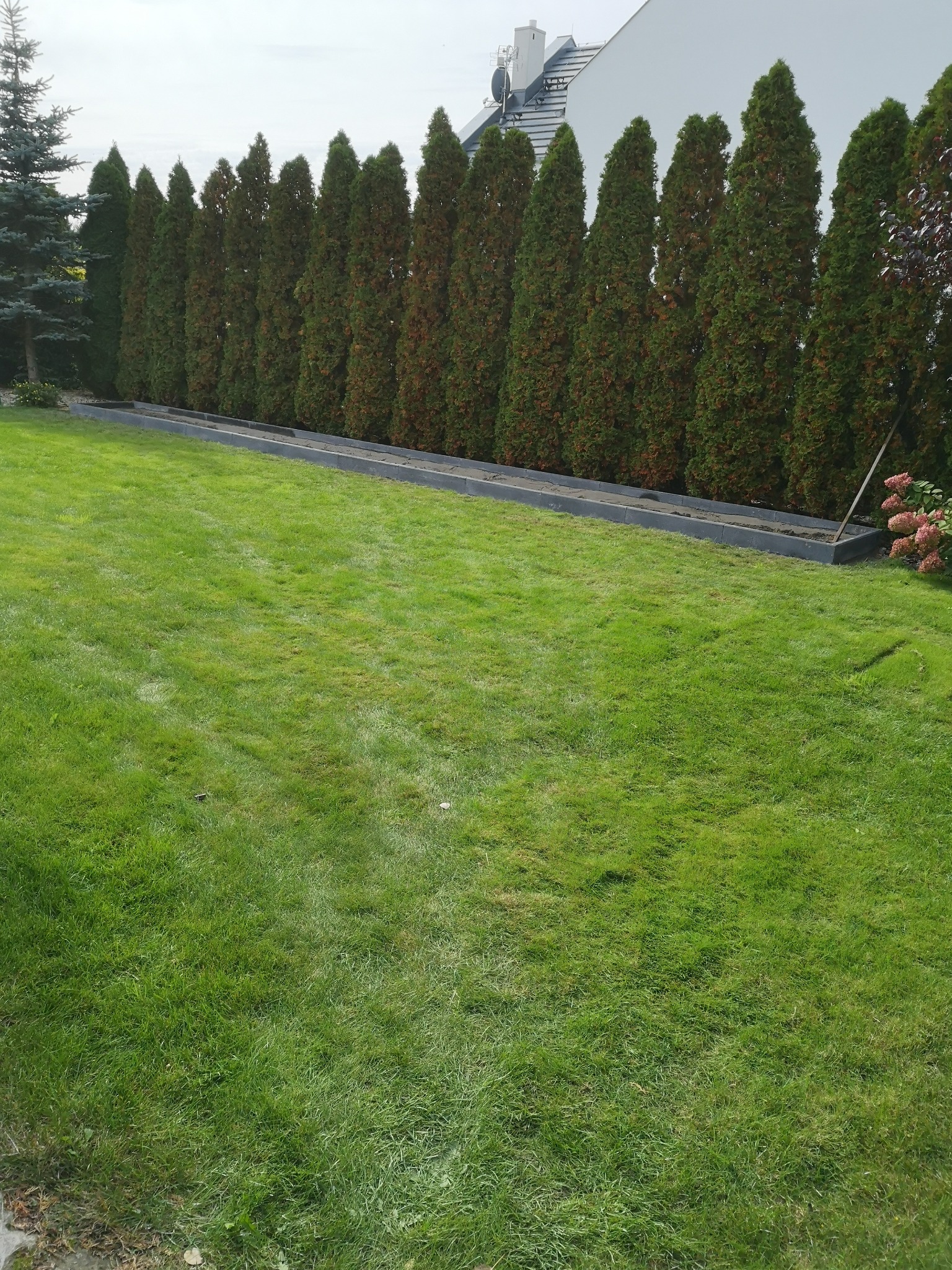 Równy rząd wysokich, gęstych żywotników zachodnich 'Smaragd' wzdłuż granicy działki, z widoczną podmurówką z szarych betonowych elementów, na tle soczystego, zielonego trawnika i fragmentu białego...