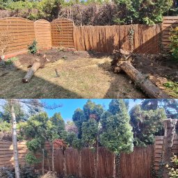 Krajewski Marcin - Zdjęcie 'przed i po' wycinki drzew w ogrodzie. Na górze powalone pnie, na dole posadzone drzewka iglaste wzdłuż płotu z trzciny i drewnianego panelu.