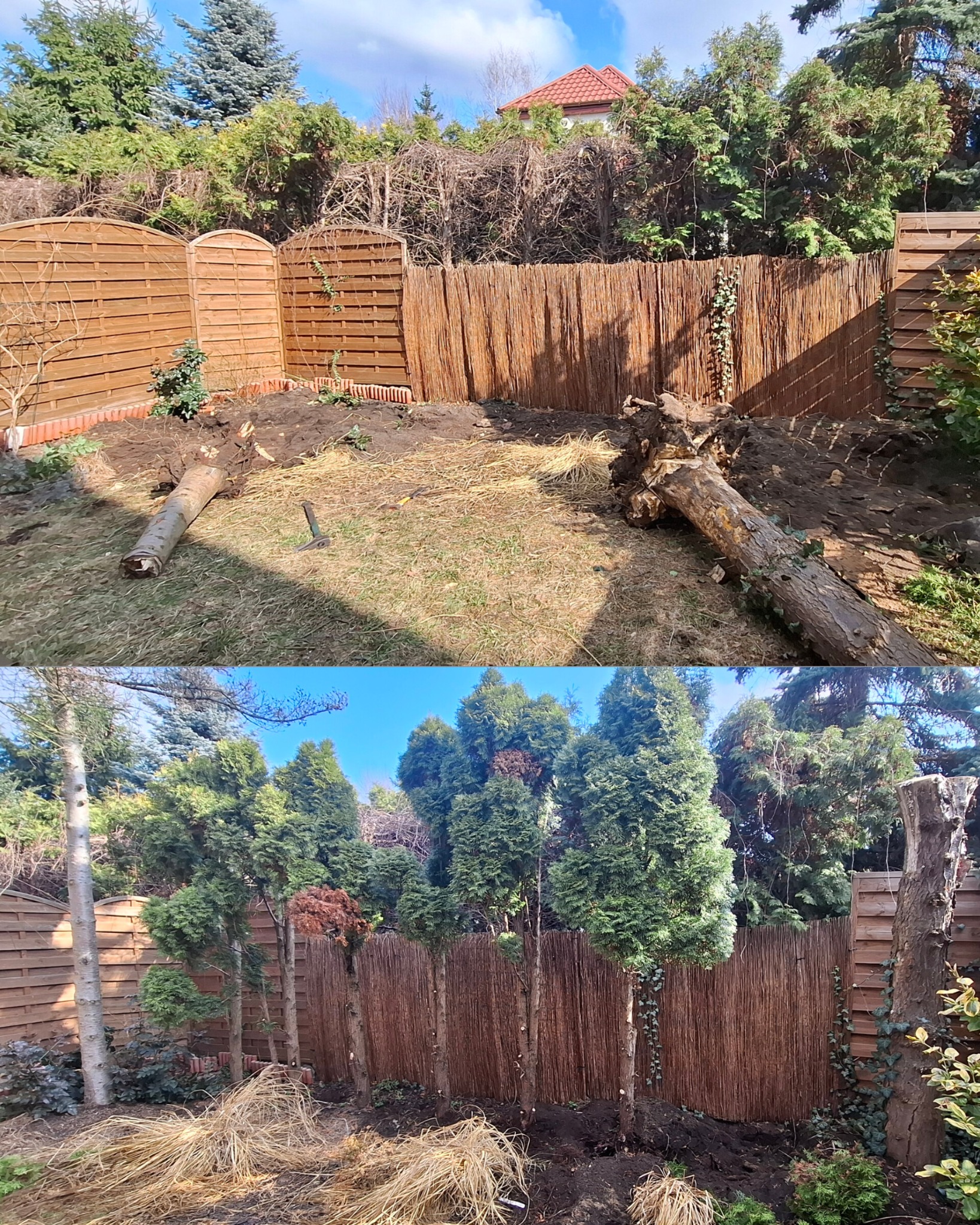 Zdjęcie 'przed i po' wycinki drzew w ogrodzie. Na górze powalone pnie, na dole posadzone drzewka iglaste wzdłuż płotu z trzciny i drewnianego panelu.