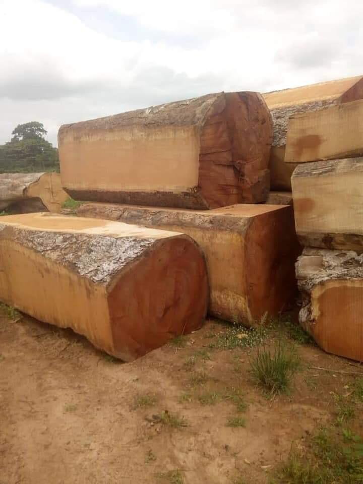 Drewno Tekowe i Mahoń.