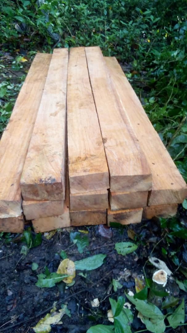 Stos belek z drewna tekowego lub mahoniu, ułożonych na wilgotnej ziemi z liśćmi, widoczne słoje drewna.