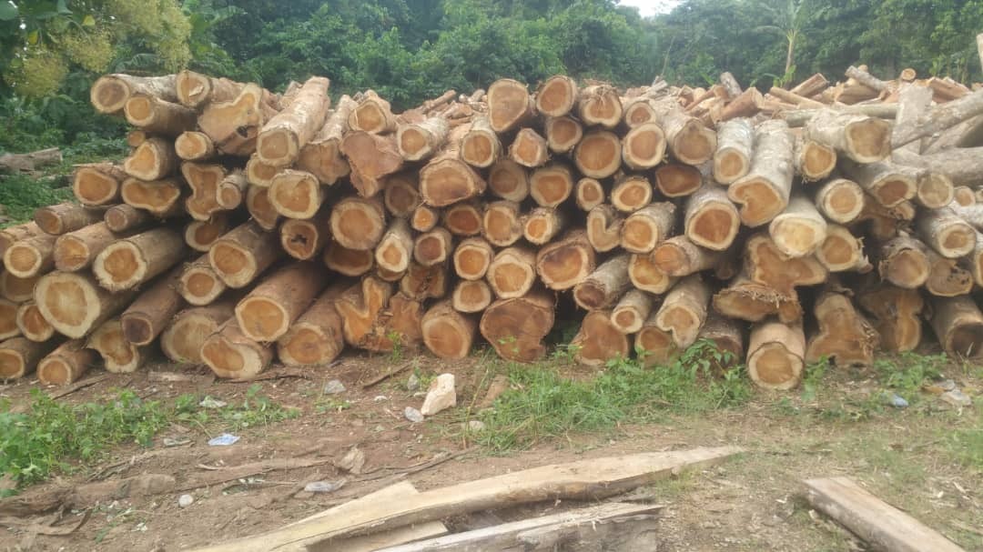 Stos pni drzewa tekowego i mahoniowego, widoczne słoje drewna, w tle zieleń lasu.