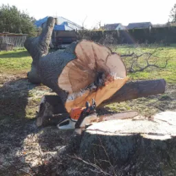 Świeżo ścięte drzewo leżące na trawie, z widoczną piłą spalinową Stihl na pniu, w tle zabudowania gospodarcze i domy.