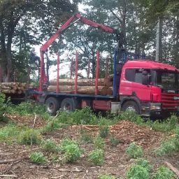 Czerwona ciężarówka Scania z dźwigiem załadowana okrąglakami na tle leśnym, operator siedzi na dźwigu.