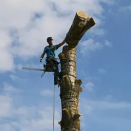 Arborysta w uprzęży, przenosi odcięty fragment pnia drzewa, widoczna piła łańcuchowa, błękitne niebo z chmurami w tle.