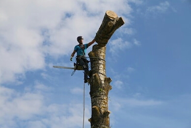 Arborysta w uprzęży, przenosi odcięty fragment pnia drzewa, widoczna piła łańcuchowa, błękitne niebo z chmurami w tle.