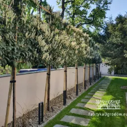 Zielona ściana z zimozielonej laurowiśni wschodniej jako ciekawa alternatywa dla klasycznych żywopłotów.