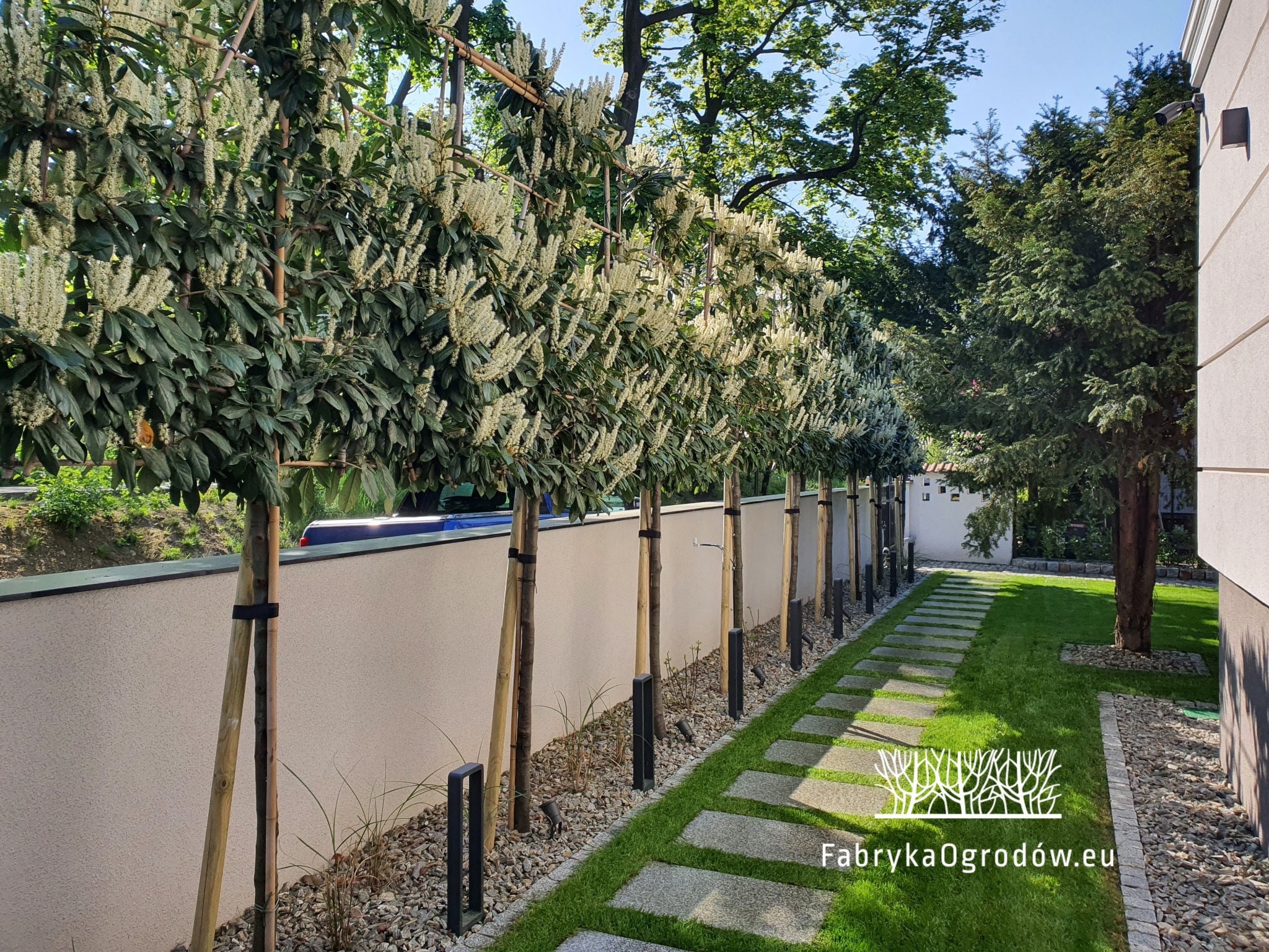 Zielona ściana z zimozielonej laurowiśni wschodniej jako ciekawa alternatywa dla klasycznych żywopłotów.