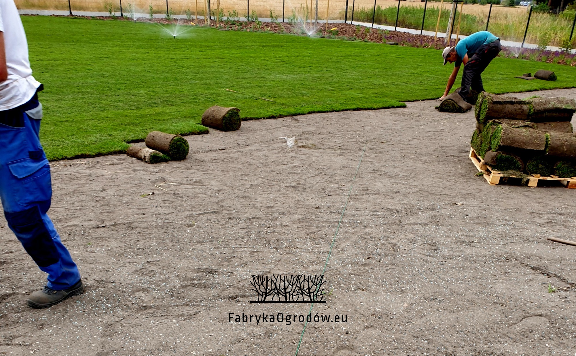 Układanie trawy z rolki: pracownik w niebieskiej koszulce i czarnych spodniach układa rolki trawy na przygotowanym podłożu, widoczna paleta z rolkami trawy, w tle nawadnianie trawnika.