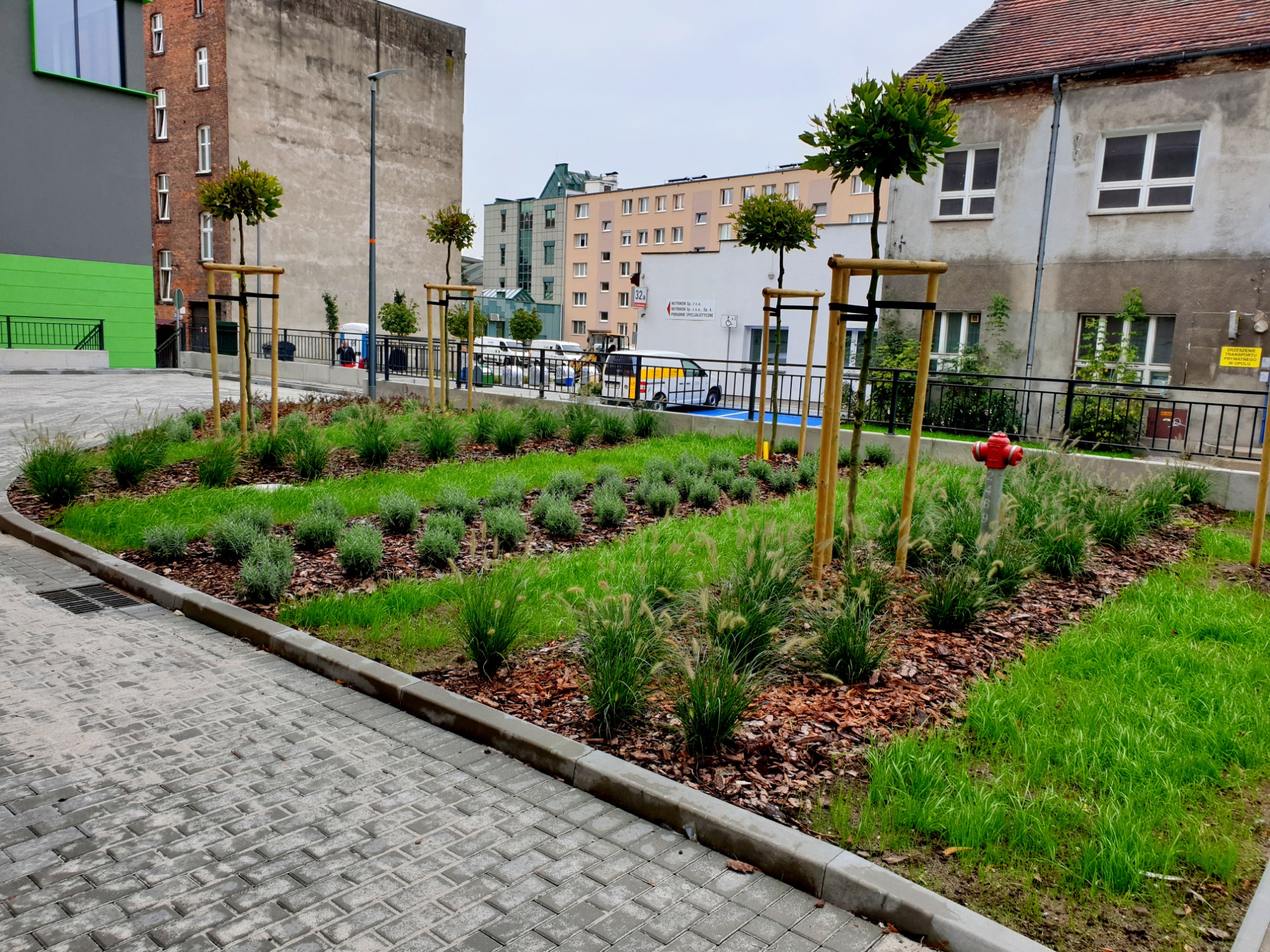 Nowo założony trawnik z młodymi drzewkami formowanymi, podlewany przez hydrant, na tle budynków o różnej architekturze.
