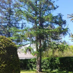 Wysoka sosna na trawniku w słoneczny dzień, widoczne inne drzewa w tle i kostka brukowa na pierwszym planie.