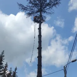 Arborysta w uprzęży, na szczycie wysokiego drzewa iglastego, które zostało ogołocone z gałęzi, z nieba sypią się drobne fragmenty drewna, na tle błękitnego nieba z chmurami.