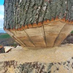 Ścięty pień drzewa z nacięciami, otoczony wiórami, widoczne pociągnięcia piły.