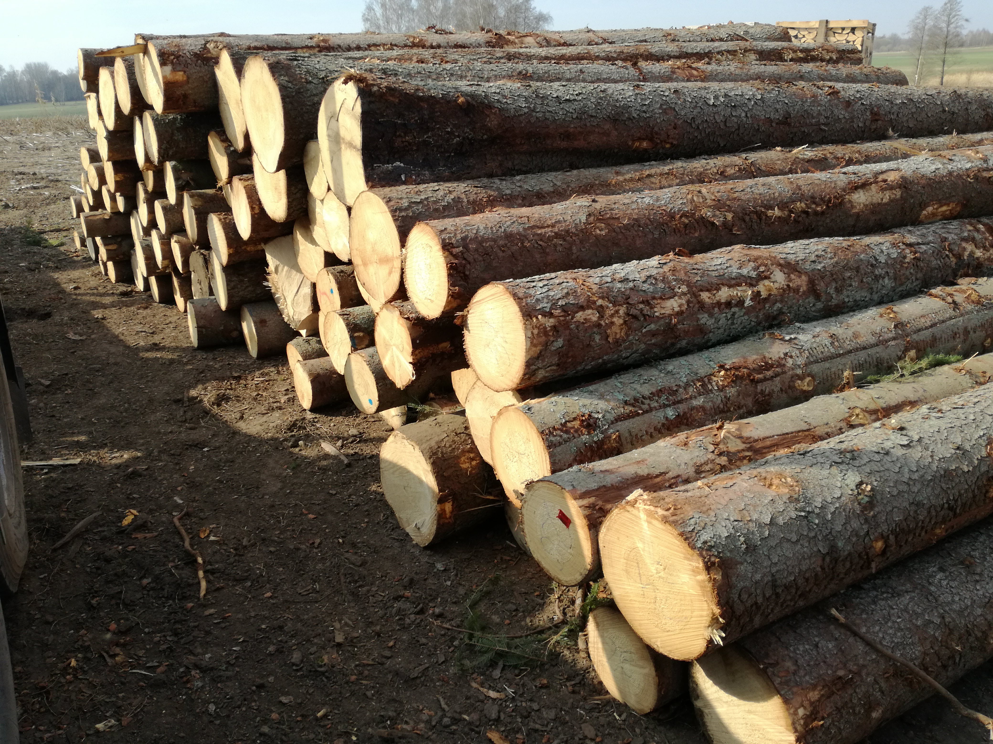 Stos pni drzew iglastych z widoczną korą ułożonych na ziemi, z małą choinką leżącą na jednym z pni i widocznym w tle polem oraz drzewami.